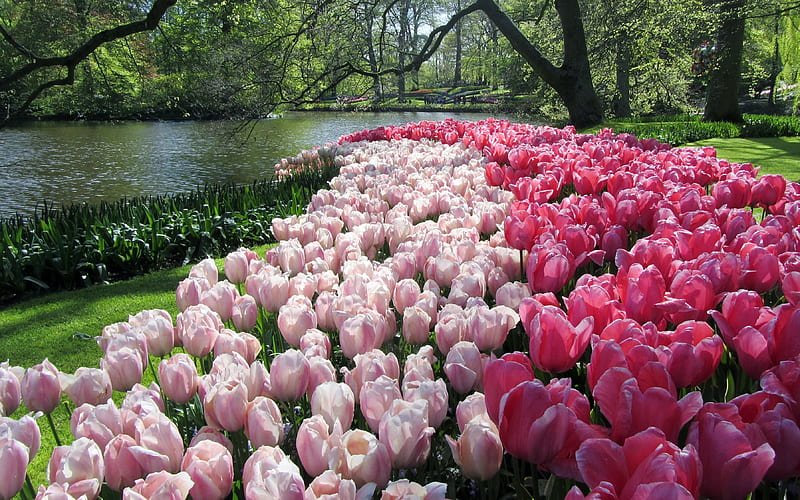 Tulips in Keukenhof Garden, Keukenhof, garden, tulips, Netherlands, spring, HD wallpaper