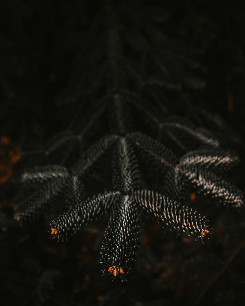 branch, needles, dark, plant, closeup, HD phone wallpaper