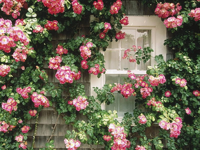 Country Cottage, house, window, cottage, rose, thorns, leaves, flowers, nature, blooms, pink, HD wallpaper