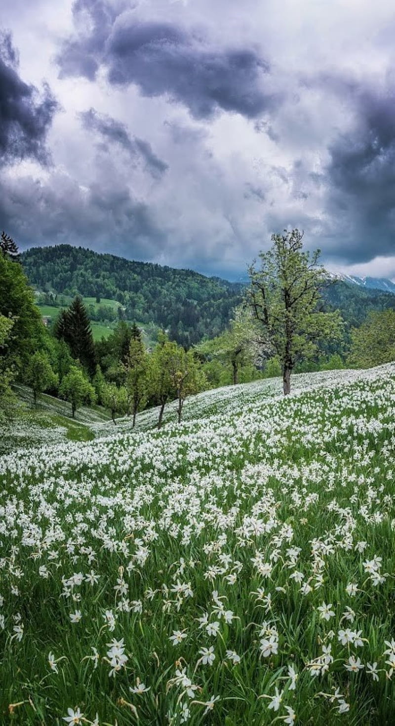 narcissus field, flower, slovenia, HD phone wallpaper