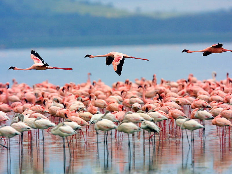 Lake Nakuru National Park, Kenya Africa, kenya, national, birds, park, lake, africa, flamingos, water, nature, reflection, nakuru, pink, animals, HD wallpaper