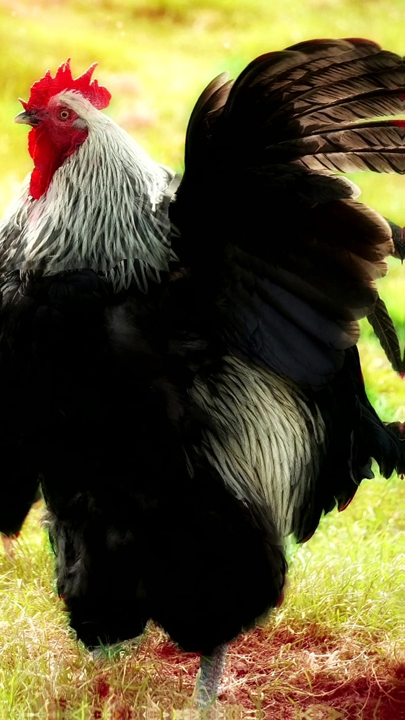 2.Rooster., Birds, bird, chicken, feathers, hen, rooster, HD phone wallpaper
