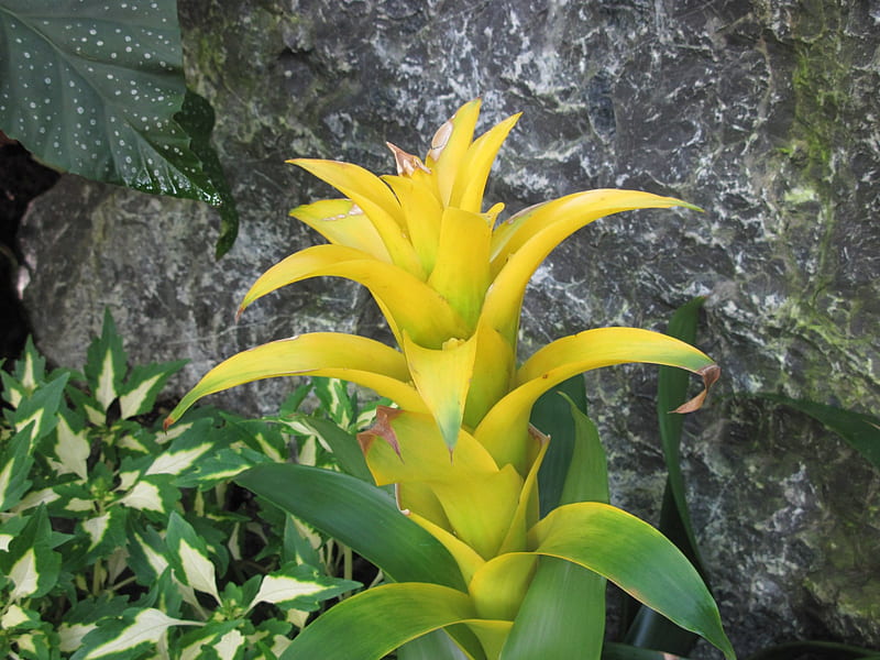 Exotic flowers at the pyramids 89, Yellow, Bromeliad, graphy, green, garden, Flowers, HD wallpaper