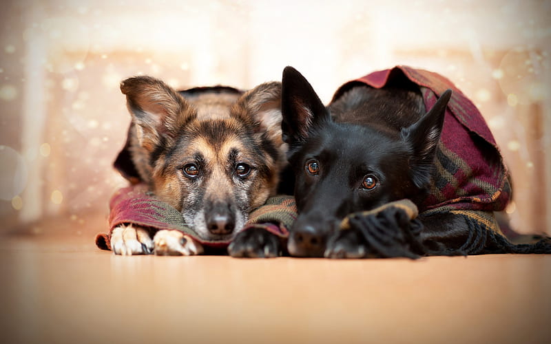 German shepherds, evening, cute animals, dogs, friends, winter, HD wallpaper