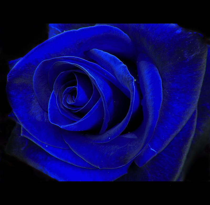 Blue velvet, special, rose, velvet, flowers, beauty, nature, blue, HD wallpaper
