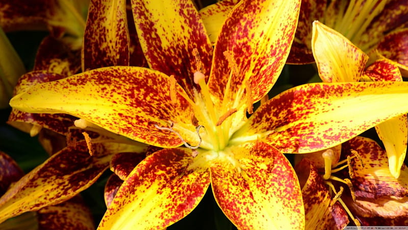 Asiatic Lily, golden lily, flowers, lilies, nature, HD wallpaper