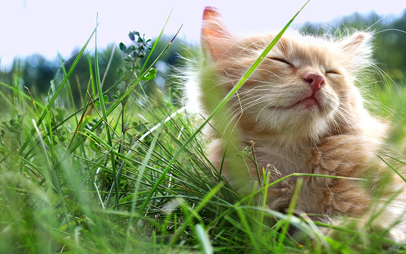 ginger kitten, grass, pets, ginger cat, kitten, cats, cute animals, HD wallpaper