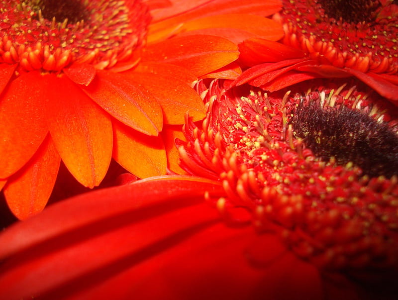 red beauty, lily, dhalia, flowers, flora, HD wallpaper