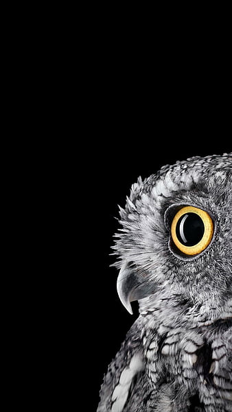 1280x2120 Cute Owl iPhone 6 HD 4k Wallpapers Images Backgrounds Photos  and Pictures