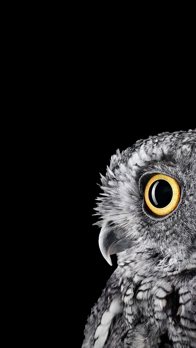 HD owl eye wallpapers | Peakpx
