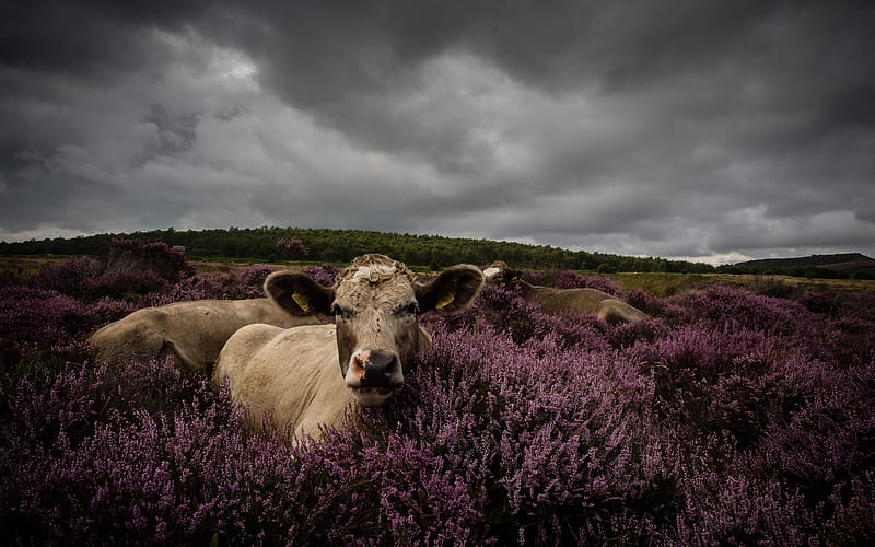 cows, pasture, lavender, pink flowers, farm, HD wallpaper