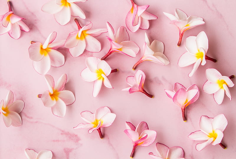 Plumeria, flower, pink, texture, HD wallpaper | Peakpx