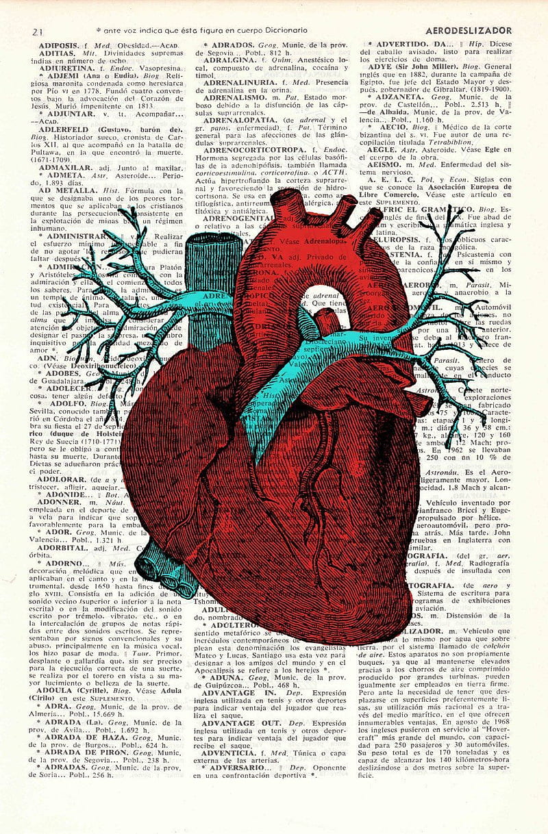 Medical Heart, Human Heart, HD phone wallpaper