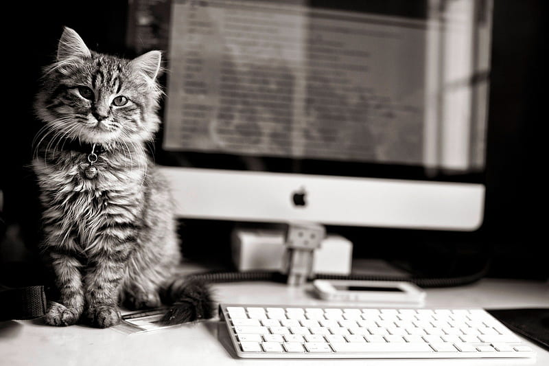 my new workplace, apple, monitor, kitty, kittens, apple pc, bell, cat, animal, sweet, cute, keyboard, kitten, cats, animals, HD wallpaper