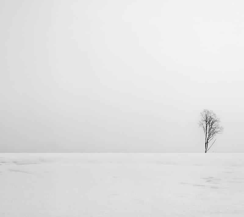 Lonely Winter Tree, alone, cold, lonely, snow, solitude, tree, white, winter, HD wallpaper