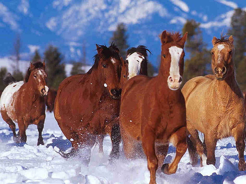 horses, snow, winter, herd, HD wallpaper