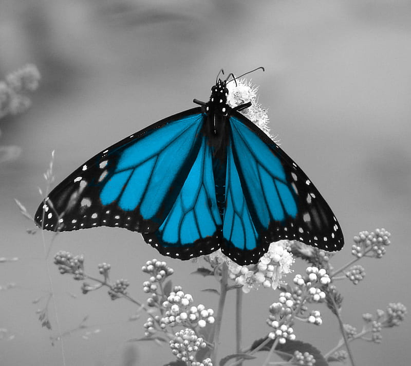 Blue and Black Butterfly, gray background, bonito, butterfly, blue and black,  HD wallpaper | Peakpx