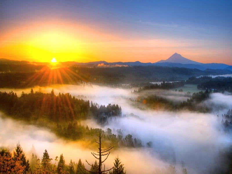 Warm mists, sun, rays, sunrise, trees, golden sky, mist, HD wallpaper