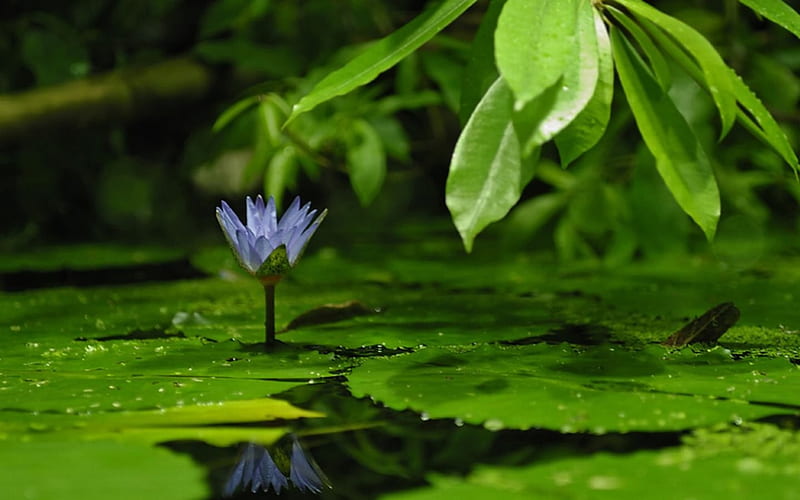 lilly pond, flower, lilly pad, purple, HD wallpaper
