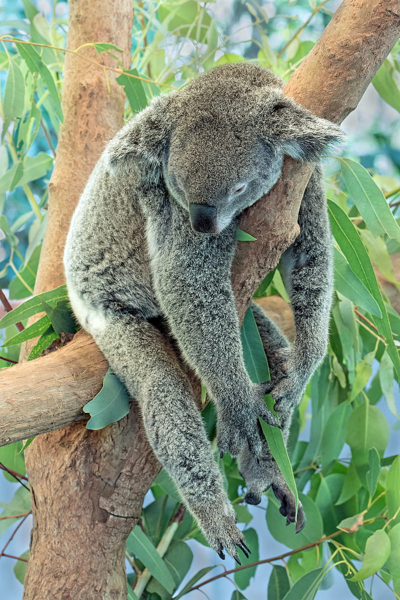koala, animal, gray, sleep, tree, HD phone wallpaper