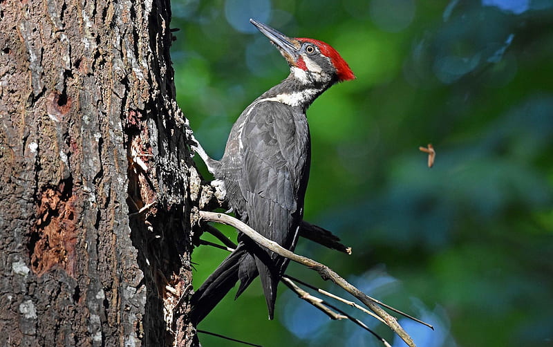 Woodpecker, tree, bird, animal, HD wallpaper