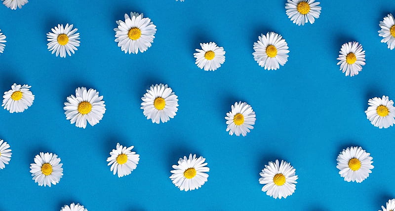 Daisies, texture, flower, summer, yellow, ruth black, white, daisy, blue, HD wallpaper