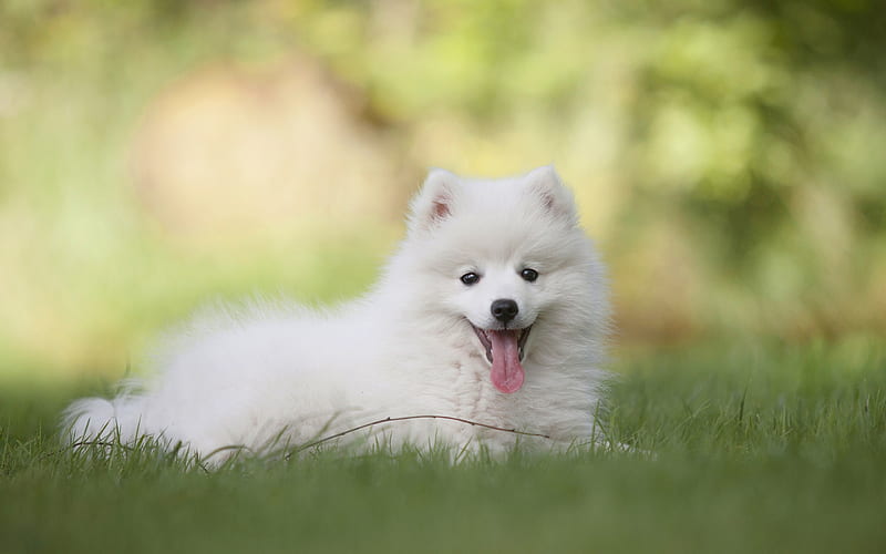 Japanese Pomeranian, white puppy, white fluffy dog, domestic dogs, HD wallpaper