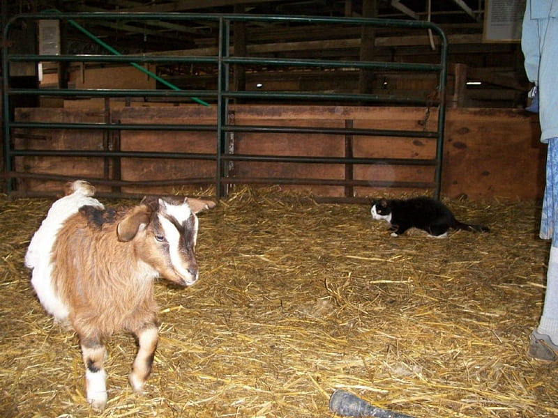 A barn cat with a goat in the barn, pen, cat, hay, goat, HD wallpaper
