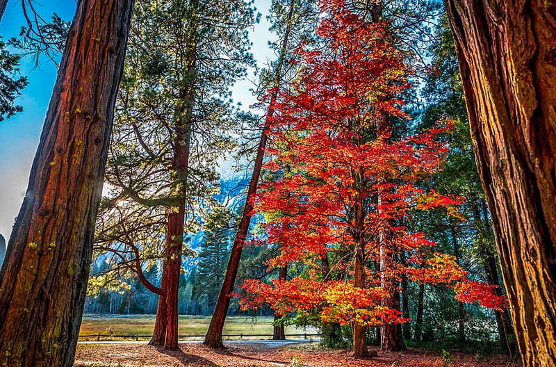 Yosemite Autumn, fall, leaves, mountains, colors, sunshine, trees, HD wallpaper