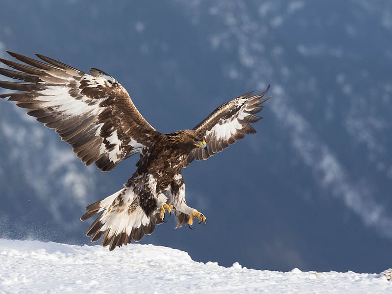 Golden Eagle Landing, landing, wings, bird, snow, eagle, animal, HD wallpaper