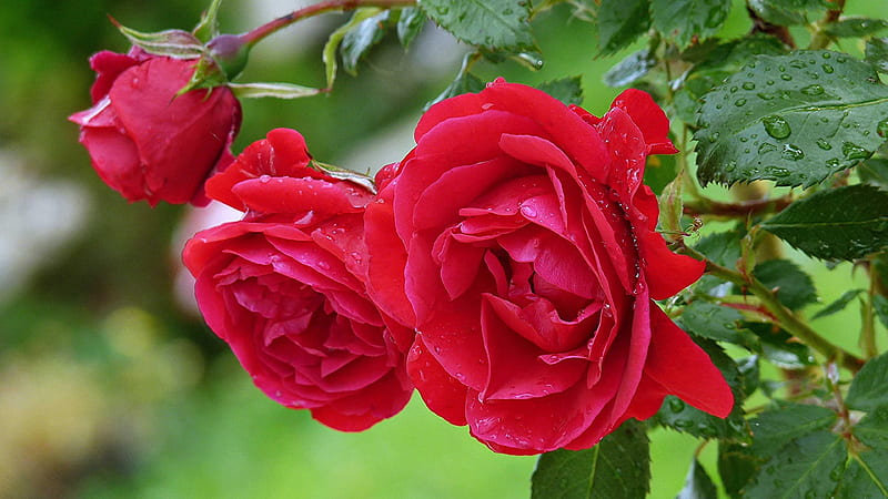 Red Rose Flowers With Green Leaves Water Drops Rose, HD wallpaper