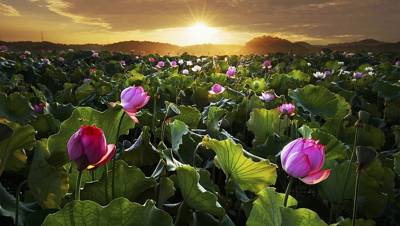 Lotus Flowers, leaves, sun, blossoms, sunset, lake, landscape, HD wallpaper