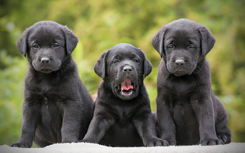 black retrievers, puppies, labradors, family, dogs, pets, small labradors, cute dogs, HD wallpaper
