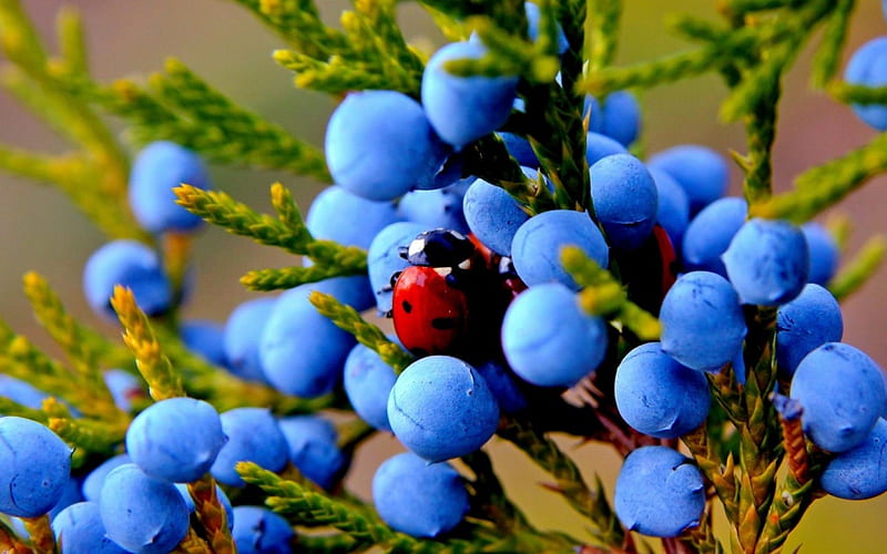 Juniper, fruit, red, autumn, ladybug, green, berry, blue, HD wallpaper