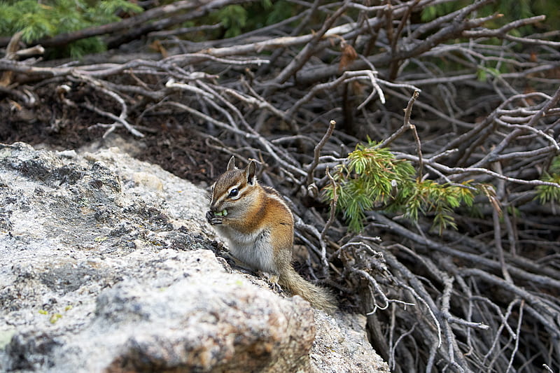brown squirrel on brown rock during daytime, HD wallpaper