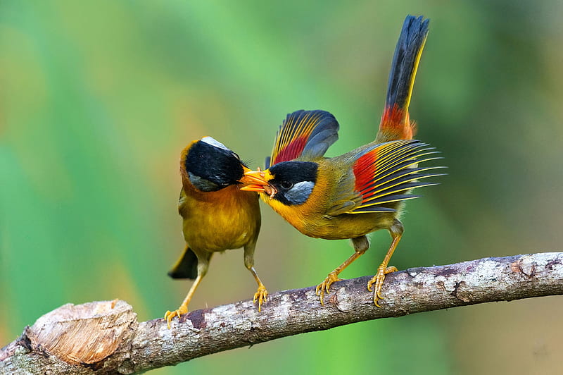 Kissing birds, birds, kissing, green, animals, HD wallpaper Kissing birds, birds, kissing, green, animals, HD wallpaper