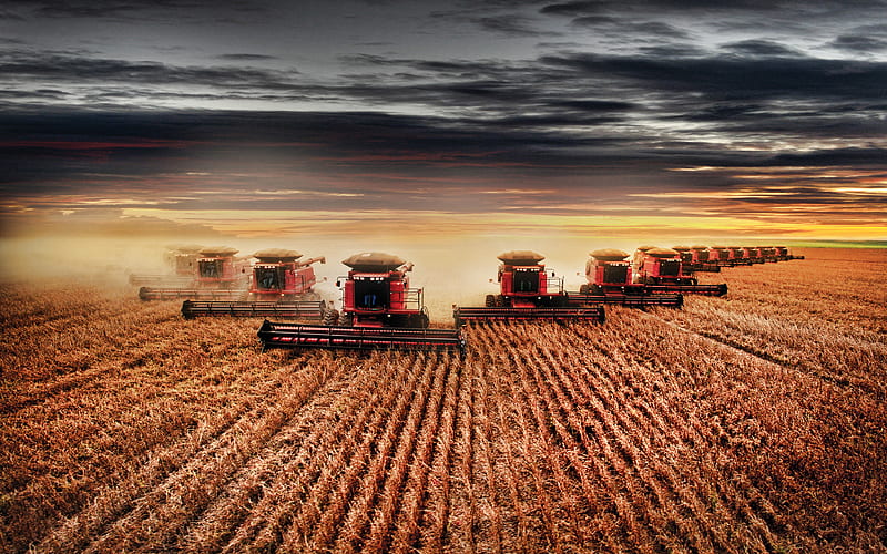 Case IH Axial Flow 250 harvest, 2019 combines​, agricultural machinery, R, wheat harvest, Axial Flow Series, Combines​ in the field, agriculture, Case, HD wallpaper