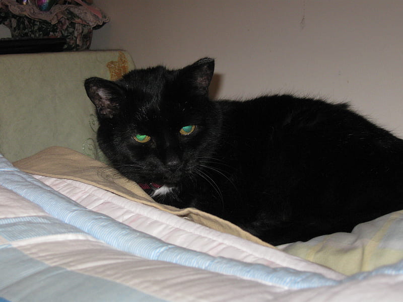 My Handsome Gadget, best buddy, black, my cat, 20 yrs old, HD wallpaper