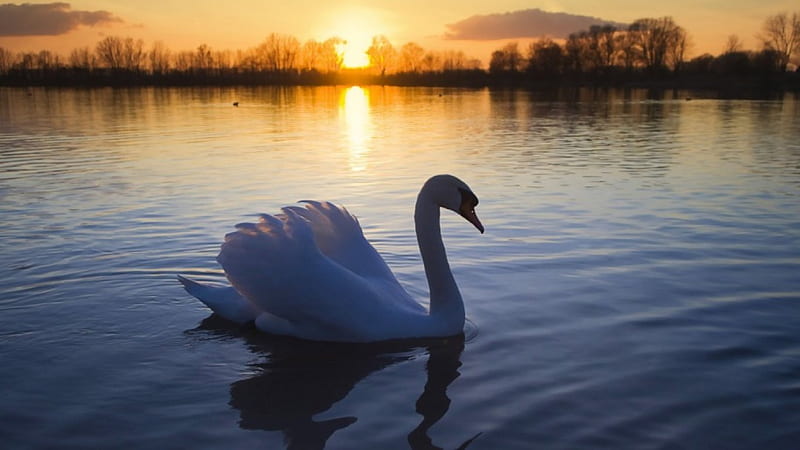 Beautiful Swan, birds, pure, bonito, sunset, swan, lake, pond, water, bird, sunrise, white, HD wallpaper