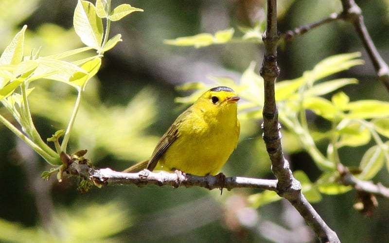 Sitting Pretty, yellow, pretty, warbler, songbird, HD wallpaper