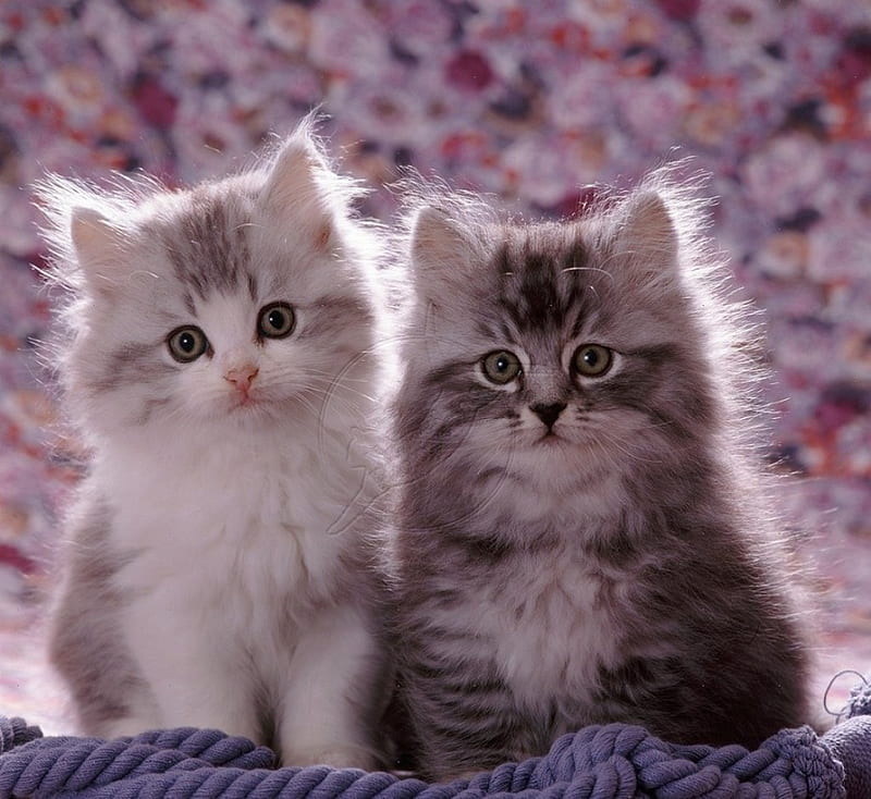 Persian cross kittens, cute, Persian, kittens, cats, animals, HD wallpaper