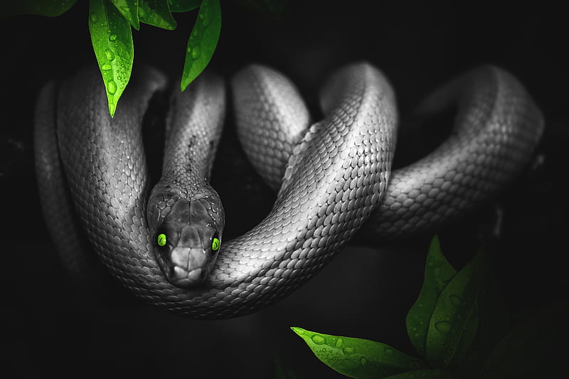 snake, hop, leaves, eyes, reptile, HD wallpaper