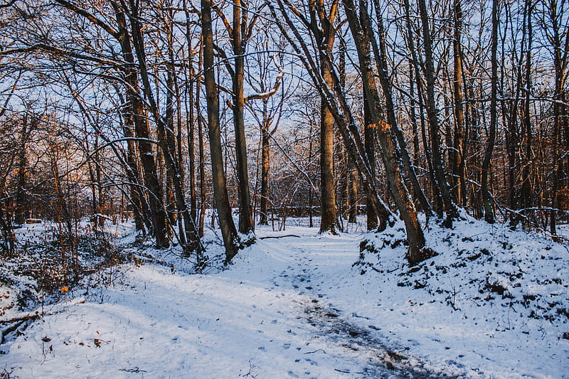 Bare trees with snow, HD wallpaper | Peakpx