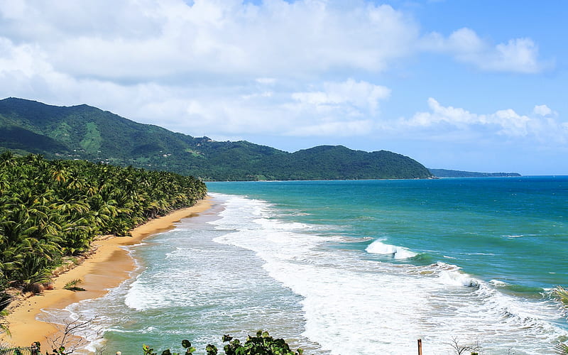 Caribbean Sea, coast, tropical island, beach, waves, palm trees, Puerto Rico, HD wallpaper