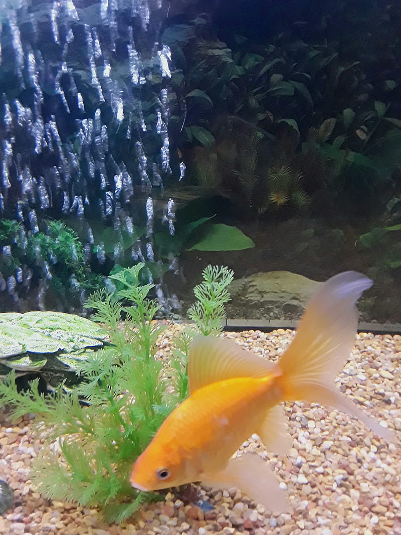 Fish, aquar, goldfish, HD phone wallpaper