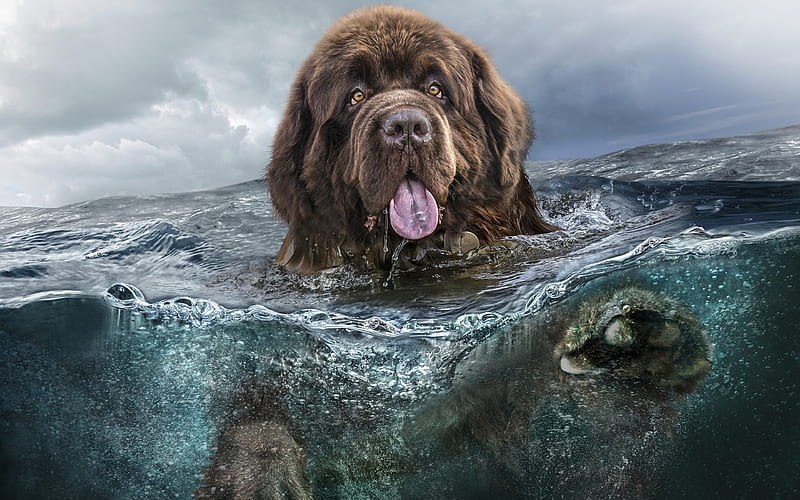 Newfoundland underwater, dogs, funny animals, cute dog, HD wallpaper