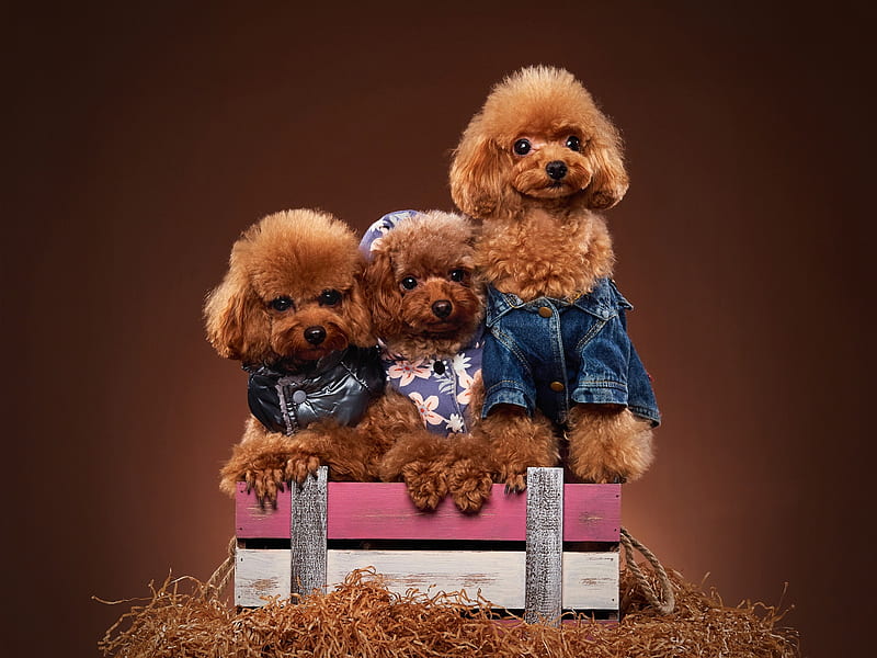 Toy poodles, trio, toy poodle, cute, brown, caine, adorable, puppy, HD wallpaper