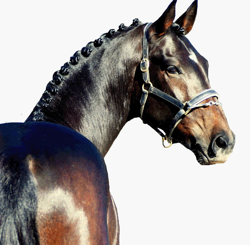 Headshot of a Warmblood, german, warmblood, dutch, bay, horses, HD wallpaper