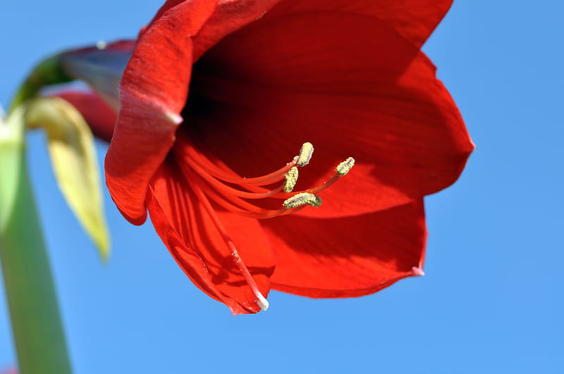 Amaryllis, flower, red, nature, HD wallpaper