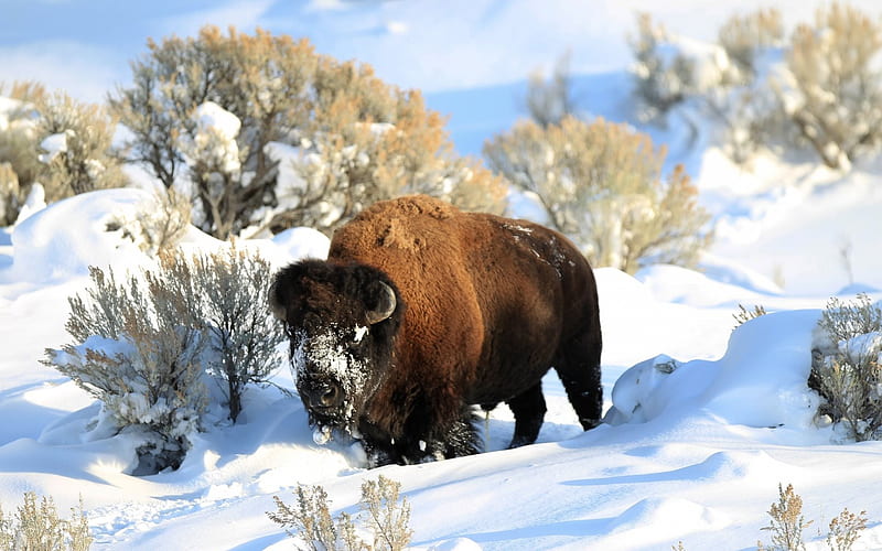 Bison, winter, snow, American bison, USA, HD wallpaper